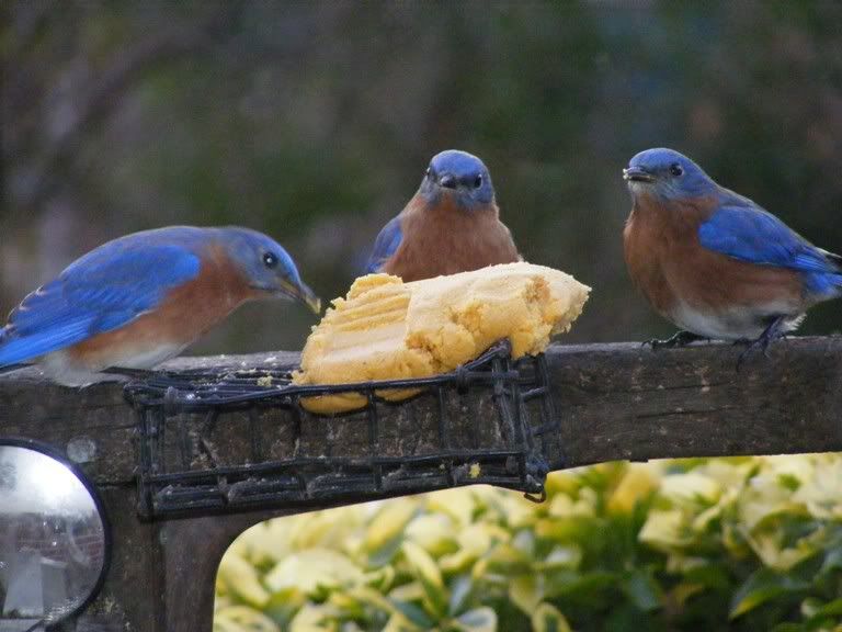 Three Eastern Bluebirds Eating Marvel Meal Photo by humnchirp | Photobucket